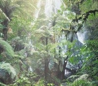 Treetops Lodge Waterfall